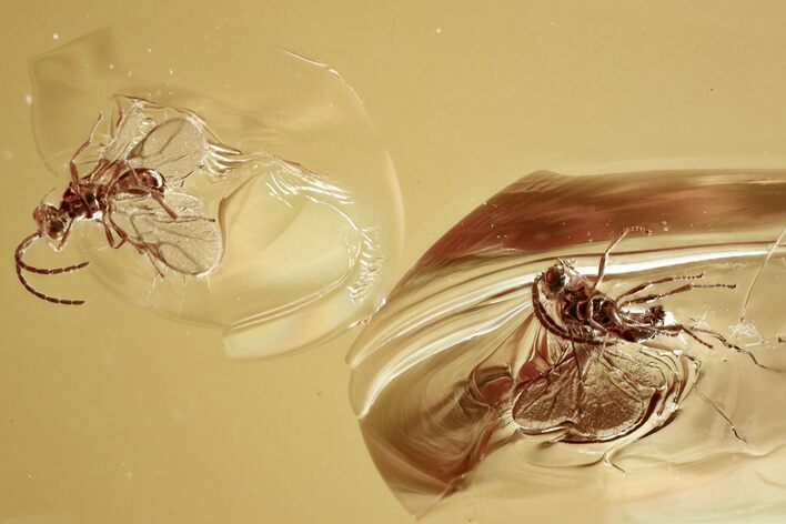Detailed Fossil Parasitoid Wasps (Braconidae) in Baltic Amber #315307